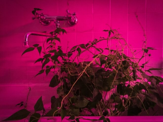 flowering plants