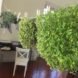 hanging gardens on a clothes line