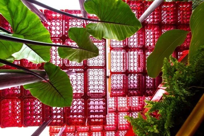 leafs in foreground with red plastic crate ceiling in background