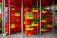plants inside yellow plastic crates