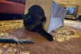Dezi & Roo Cat Toys