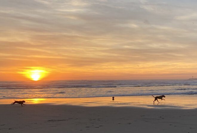 a sunset on the ocean with dogs running along the shore