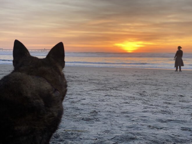 in the foreground is a dog sitting and in the background is a sunset on the beach