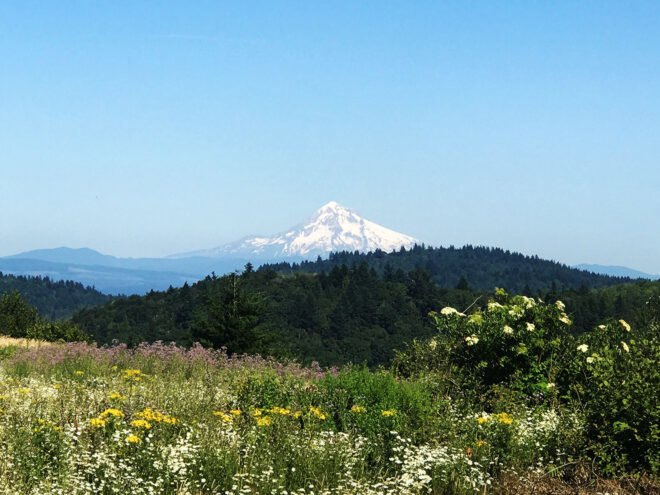 a landscape with yellow and purple wildflowers and green trees, in the distance is a snow-capped mountain