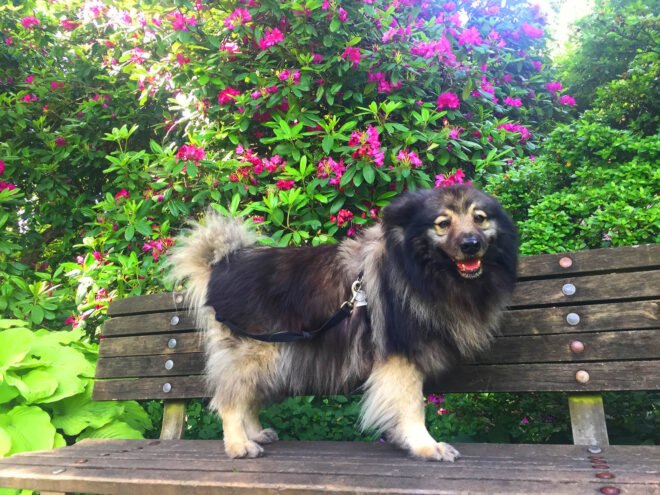 a small brown and tan dog standing on a bench with green bushes and pink flowers behind the bench