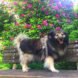 a small brown and tan dog standing on a bench with green bushes and pink flowers behind the bench