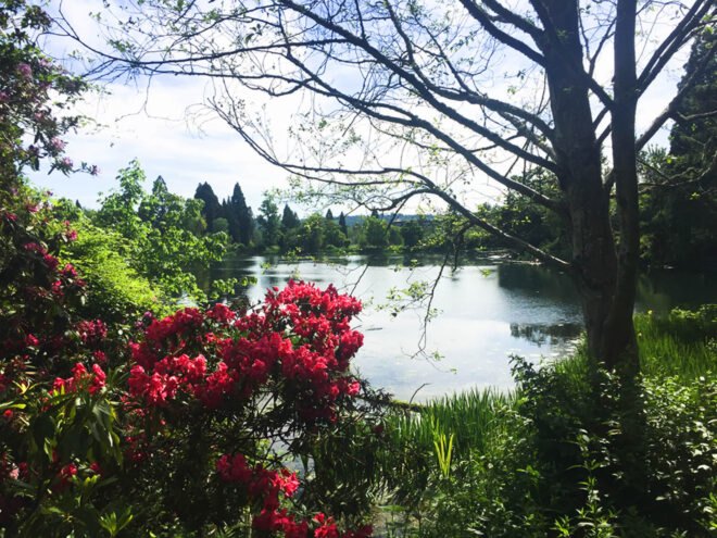 a lake surrounded by trees and red-pink flowers