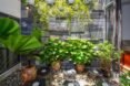hanging plants and potted plants in a courtyard