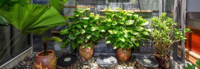 hanging plants and potted plants in a courtyard