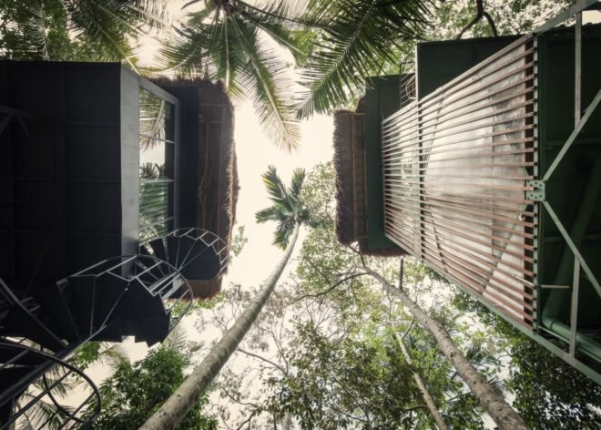 ground view of two soaring treehouse structures