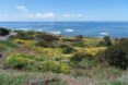 a field of wildflowers in front of an ocean