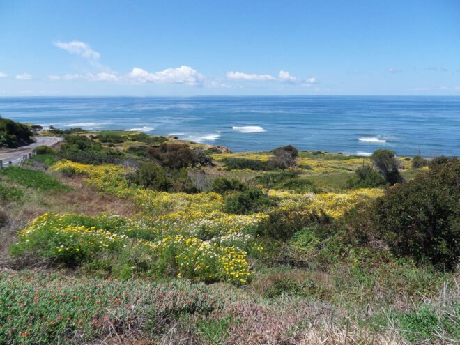 a field of wildflowers in front of an ocean