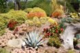 a garden featuring succulents, flowers, and rocks