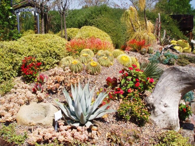 a garden featuring succulents, flowers, and rocks