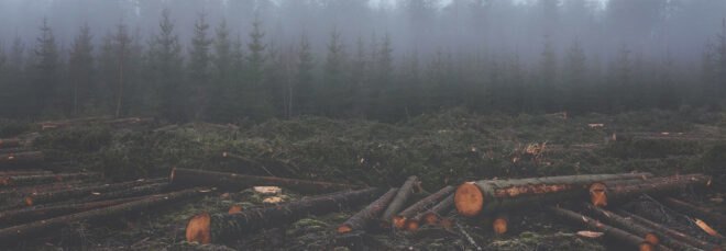 logs strewn across the ground and trees in the background