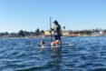 a person standing on a paddleboard on a body of water, with two dogs in life-vests standing next to the person