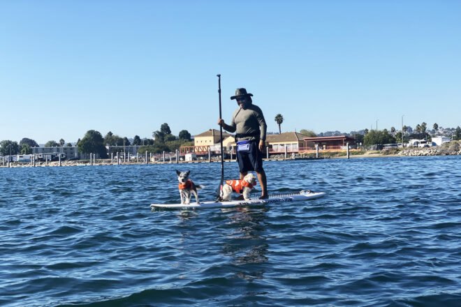 a person standing on a paddleboard on a body of water, with two dogs in life-vests standing next to the person