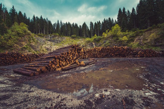 a swampy area with stacked logs, and trees in the background