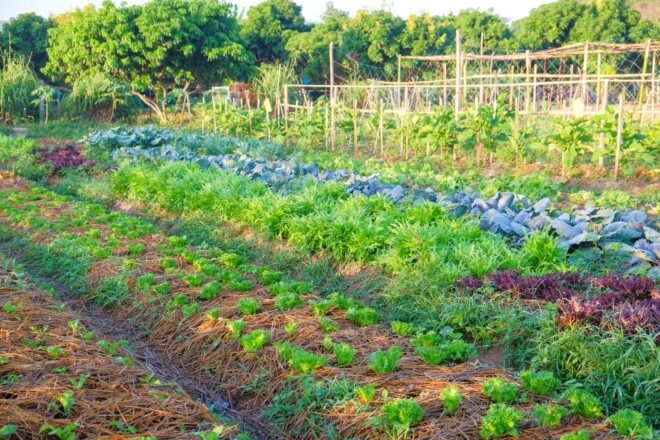 plants growing in an organic farm