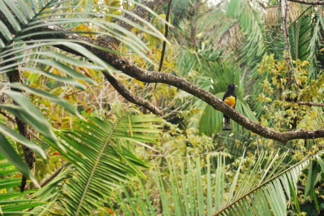 a green forest with a black and yello bird sitting on a tree branch