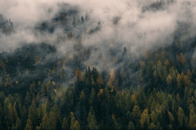 a landscape of a forest with mist hanging over it