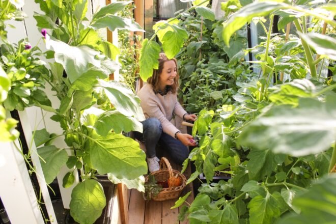person harvesting produce