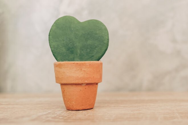 heart-shaped plant in terracotta pot