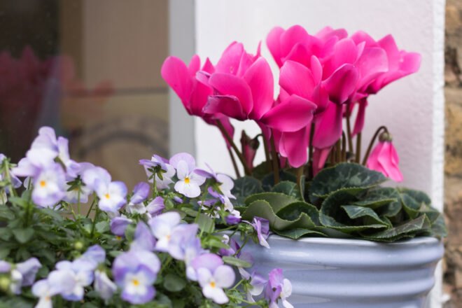pink flowers in tin pot outside