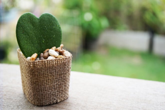 heart-shaped plant in burlap-wrapped pot outside