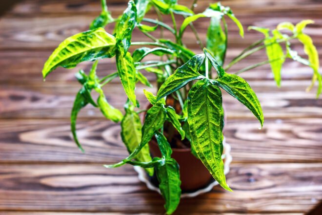 green leafy plant on wood background