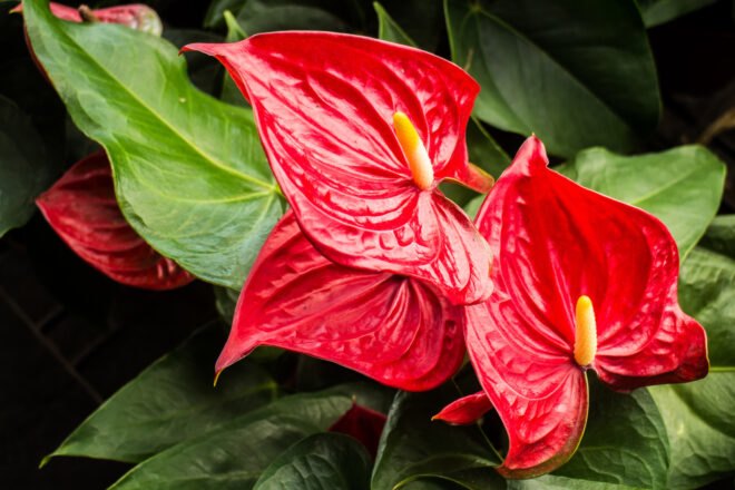 plant with red heart-shaped leaves