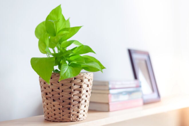 leafy green plant in woven basket on a mantel