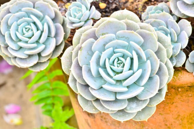 rose-shaped succulents