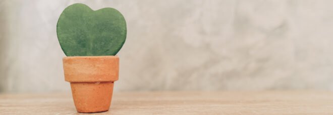 heart-shaped plant in terracotta pot