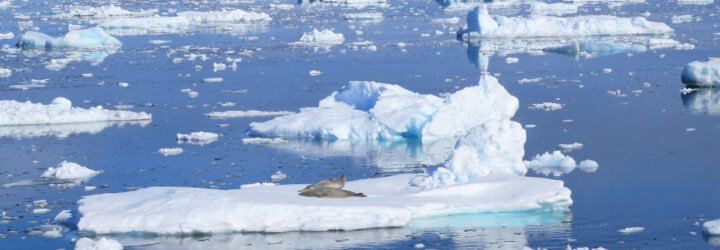 a blue sea with ice floes and two seals on a center ice floe