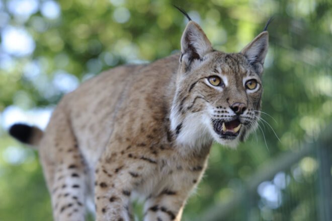 a lynx looking to the right, with teeth bared
