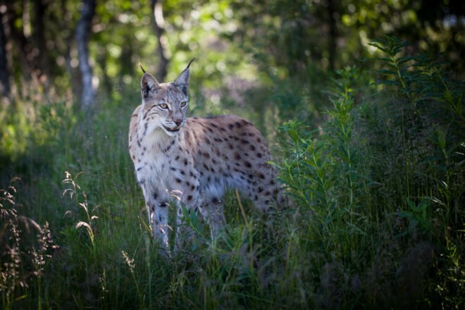 a lynx with teeth bared, surrounded by greenery