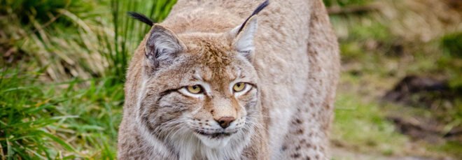 closeup of a Eurasian lynx