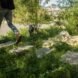 a person walking through a stepping stone walkway through a green space