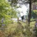 a green space with purple flowers and a person riding a bike in the distance