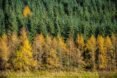 Scottish forests 1