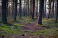 Scottish forests
