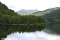 Scottish forests 2