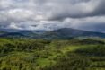 Scottish Woodlands
