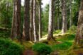 a forest with greenery all around