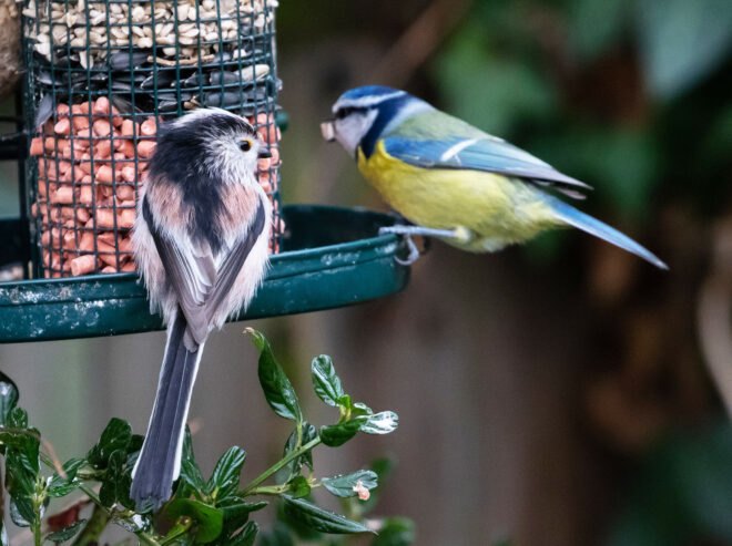 two birds on the edge of a full bird feeder