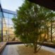 tree growing in the middle of a courtyard