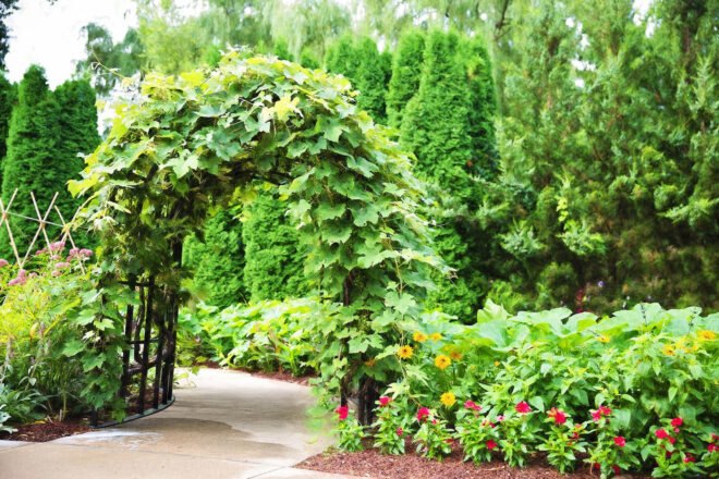 greenery covered trellis