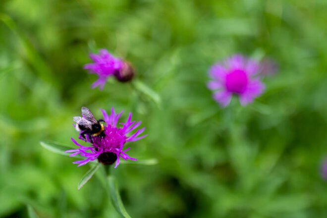 bumblebee on purple flower