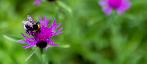 bumblebee on purple flower